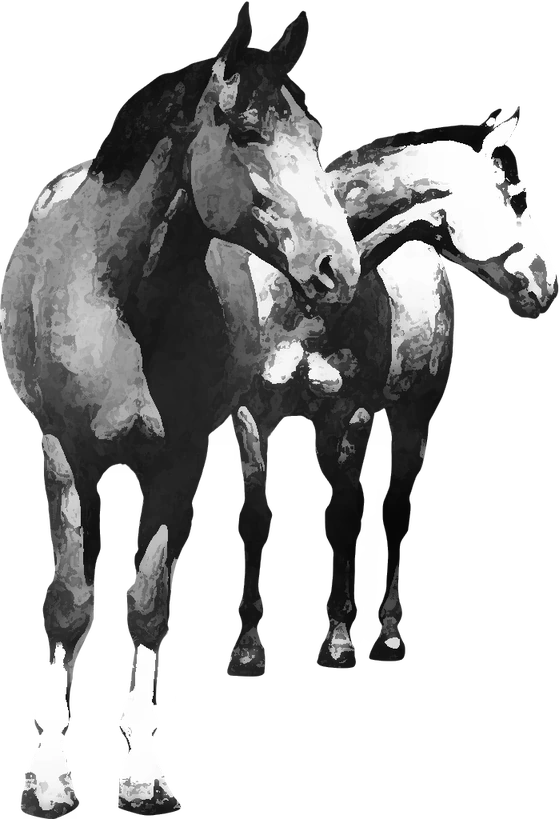 Centre équestre Poney Club du Val de Saône, Sathonay-Camp — deux chevaux